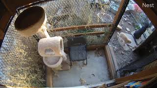 Sadie and the Kitty Cats