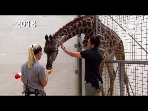 Training Giraffe for Hoof Care - Cincinnati Zoo