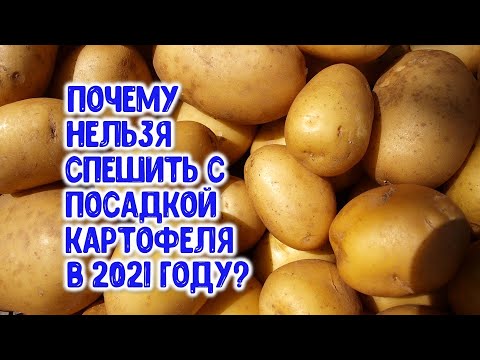 , title : 'Почему нельзя спешить с посадкой картофеля весной 2021 года? Об этом надо знать обязательно'