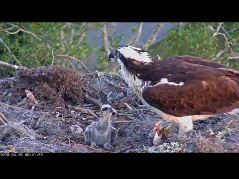 Growing Osprey Chicks Perk Up For Feeding Next To Unhatched Egg #3 – April 26, 2018
