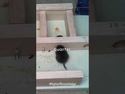 How small of a hole can mice fit