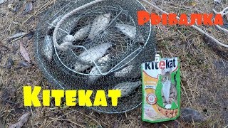 Ловля рыб на кошачий корм