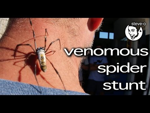 Venomous Spider Stunt - Steve-O