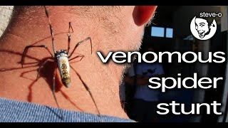 Venomous Spider Stunt - Steve-O