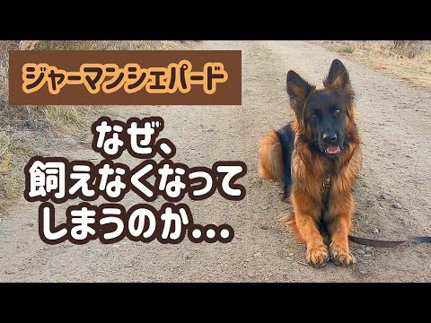 アナトリアン・シェパード - 定義