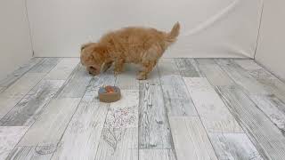 ハーフ犬の動画01