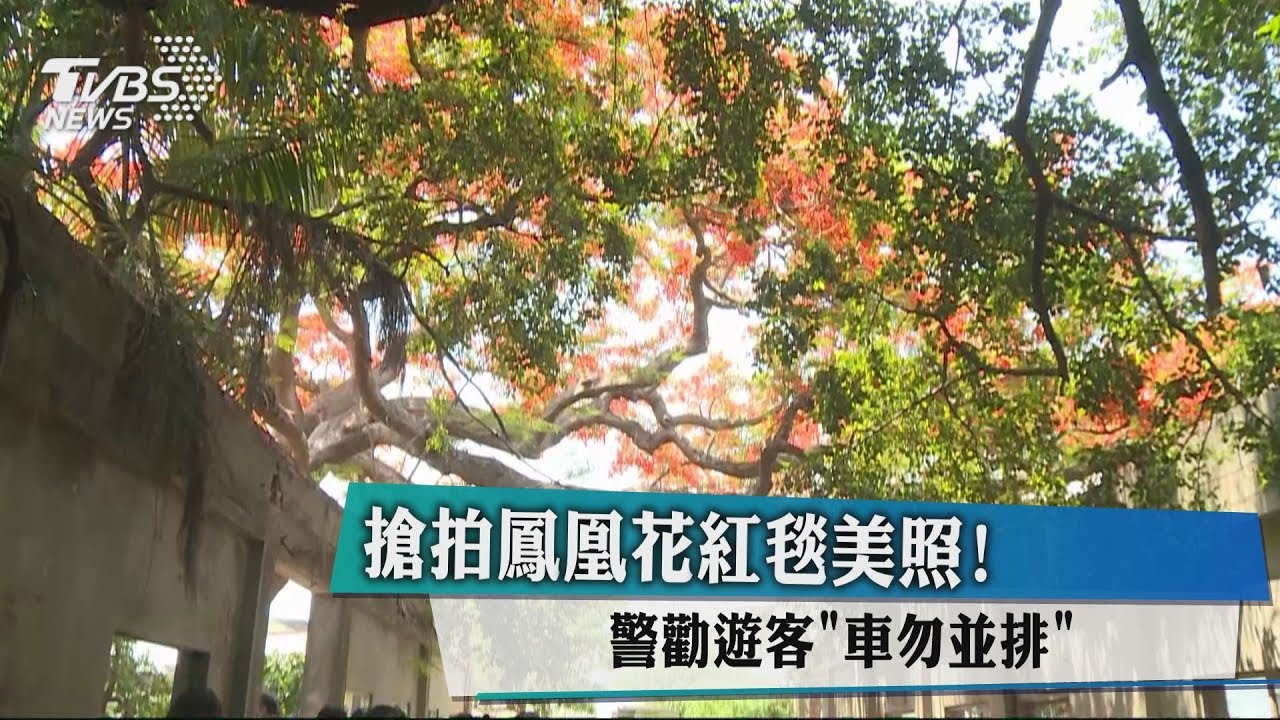 搶拍鳳凰花紅毯美照! 警勸遊客車勿併排