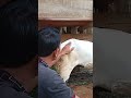 Easy Way To Tell If A Goat Is Pregnant