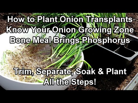 , title : 'How to Fertilizer & Plant Onion Transplants - All the Steps: Know Your Onion Growing Zone!