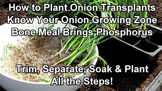 How to Fertilizer & Plant Onion Transplants - All the Steps: Know Your Onion Growing Zone!