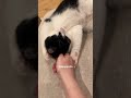 Cat Gabapentin Fear Free Vet Visit Funnycats Funnycatvideos