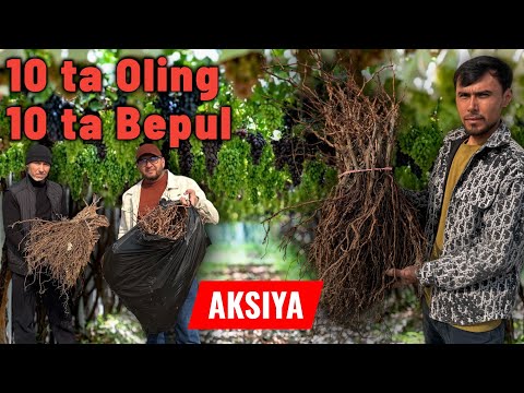 Oltiariqda eng sifatli uzum ko‘chatlari – Mahalliy va 100 dan ortiq Yevropa navlari! 10+10 AKSIYA.