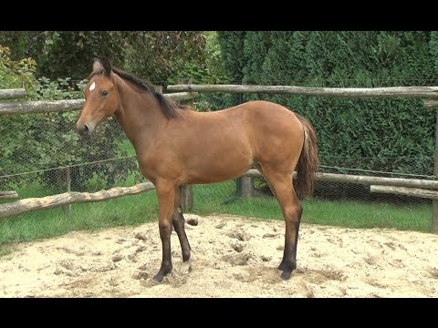 Stutfohlen von Stanford