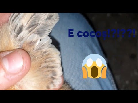 cocoș gros într o erecție
