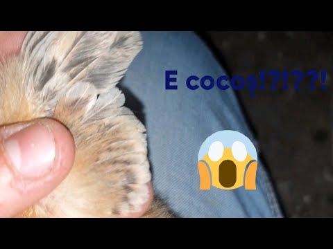 cocoș gros într o erecție câtă erecție am