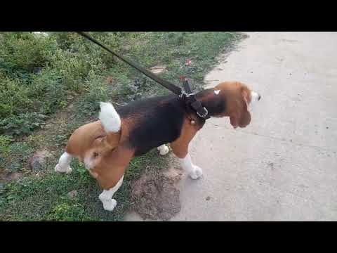 bhargava dog walking and pets service in Hyderabad