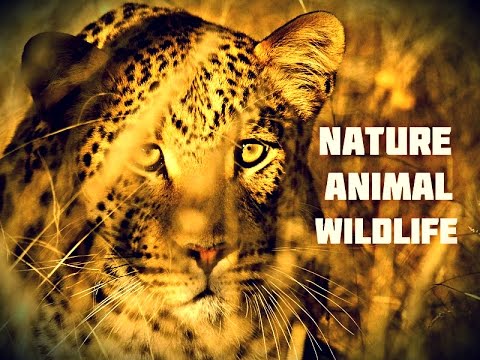 Animals and Wildlife Video Trailer : Awesome animals and wildlife videos
