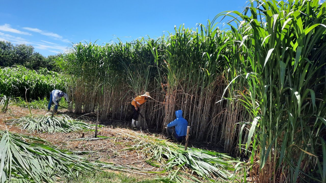 Alta produção maneira certa de cortar o capim BRS capiaçu qualquer tipo faz toda a diferença