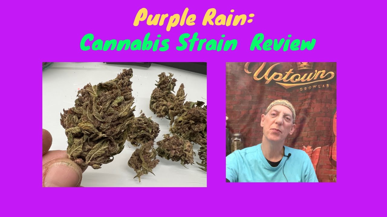 Purple Rain from Jamie Cee's Cannabis Strain Review