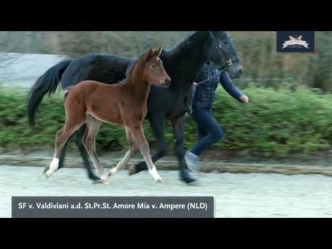 SF v. Valdiviani   a.d. St.Pr.St. Amore Mia v. Ampere (NLD