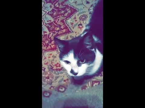 Abraham lincoln's cat attacks camera