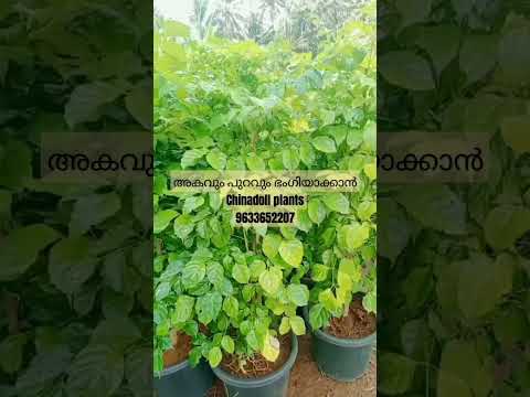 #നിങ്ങളുടെ വീട്, അകവും പുറവും അലങ്കരിക്കാൻ chinadoll plnts #Uvais agritech #9633652207