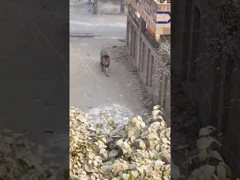 Lion open in Lahore Streets😱😱😭#lion #lionhub #viralreels #shorts