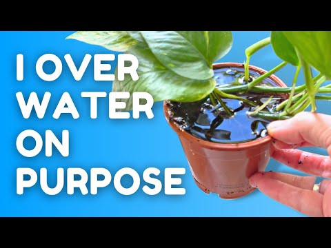 Keep Your Plants Alive While On Vacation