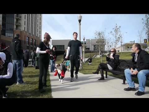 A Halloween dog parade at Alta at K Station, Chicago