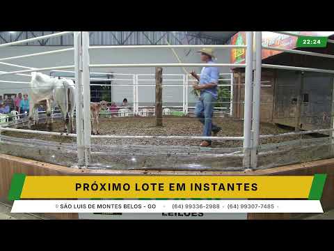 BRASIL LEILÕES - SÃO LUIS DE MONTES BELOS - GO -14/10/2026