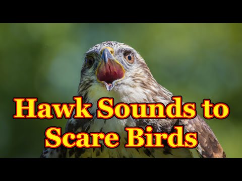 Sounds to scare birds 🐦 The sounds of a bird of prey that scare away other birds - 3 hours