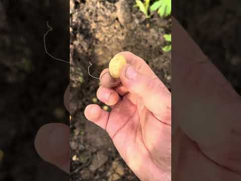 Planting English Bluebells!