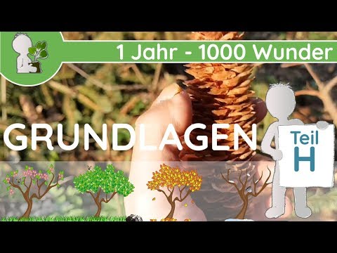 📚 1 Jahr - 1000 Wunder - Grundlagen Teil H (Samen/Samenarten bzw. Ausbreitungswege & Strategien)