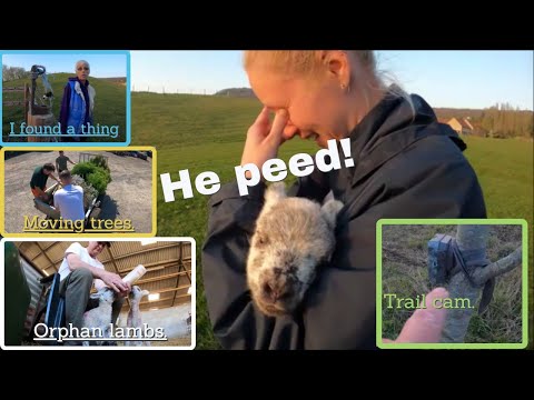 Orphan lambs, Grass and trail cameras  19 04 21