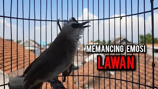 Download lagu trucukan gacor TARUNG ROPEL PANJANG pancingan trucukan agar bunyi jadikan burung trucuk gacor NYAUT mp3