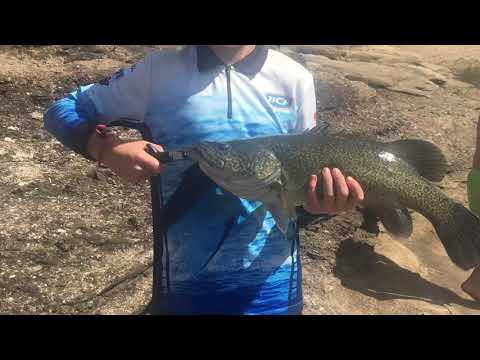 *94cm cod* caught at Tabulam NSW
