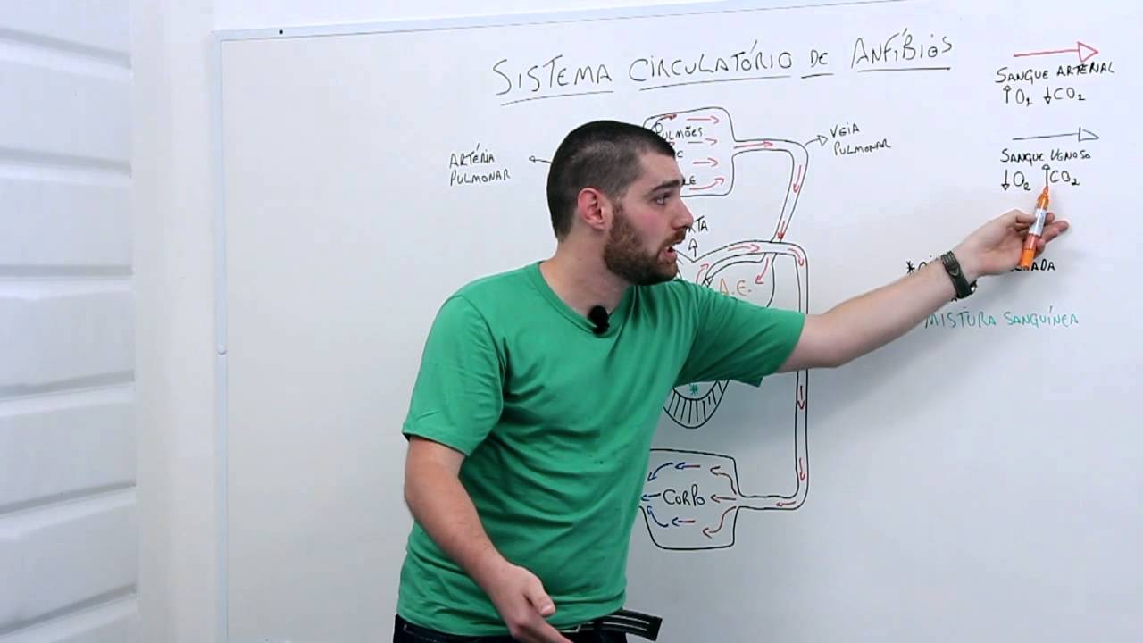Sistema circulatório de anfíbios