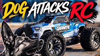 Dog Attacks My Brand New ARRMA Granite 223S V4 BLX!