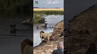 Singa melihat duel Wildebeest vs Hyena di tepi sungai #animals #singa #wildebeests #hyena #yt