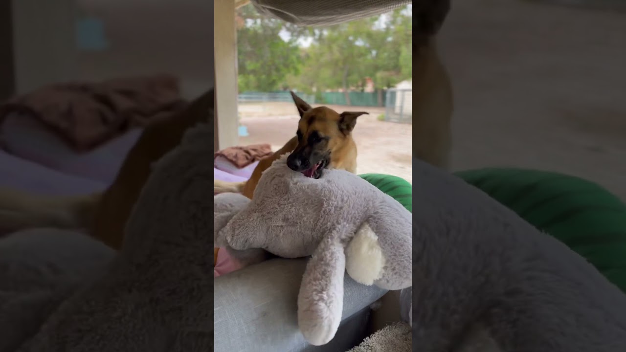 Enlarge Hemmet, a Adoptable mixed breed in Canyon Country, CA video 6/6