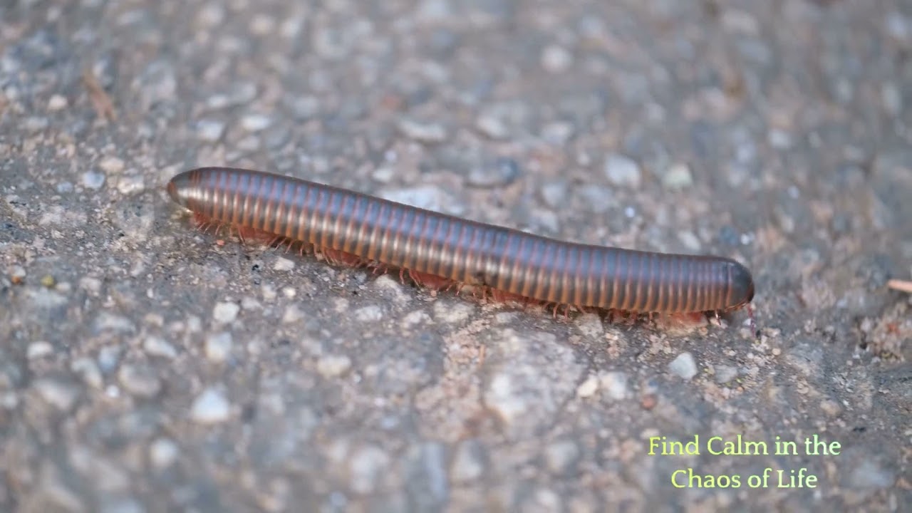 Rain Meditation: Embrace the Sound of Serenity, rain meditation