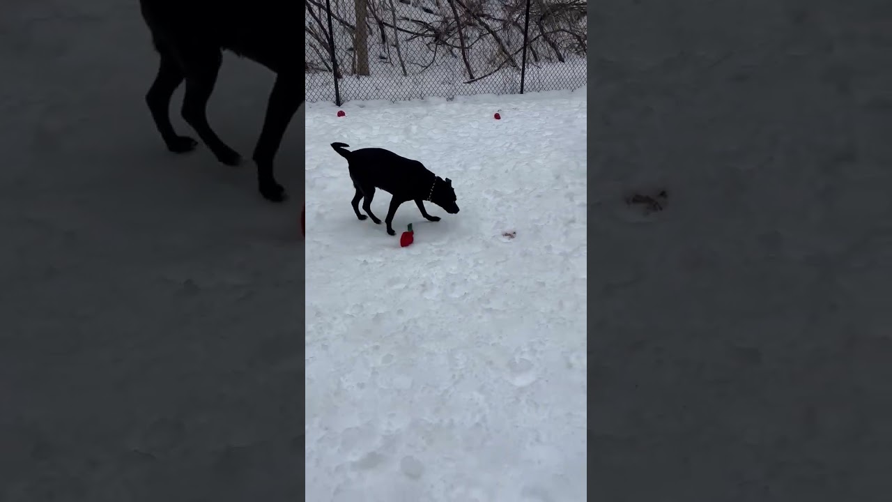 Enlarge Autumn, a ADOPTABLE mixed breed in Sudbury, MA video 5/6
