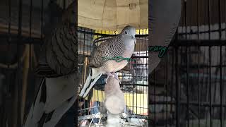 Download lagu Perkutut lokal suara kristal speed Rapat mp3