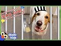 Secret Camera Catches Perfect Dog Stealing Mom S Lunch Animal Videos For Kids Dodo Kids
