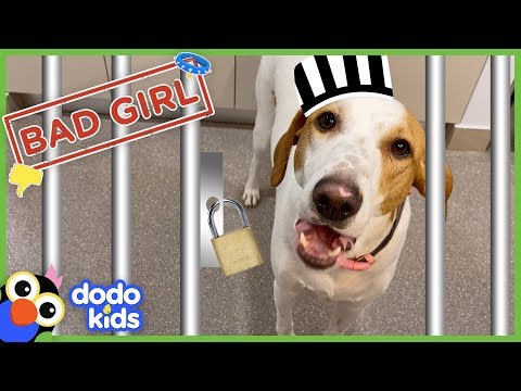 Une caméra secrète surprend un chien parfait en train de voler le déjeuner de sa mère | vidéos d'animaux pour enfants | dodo kids