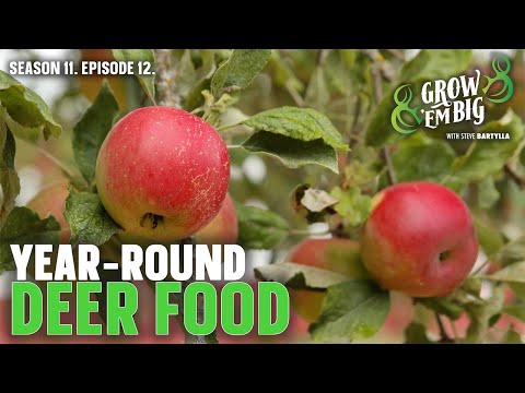 Best Trees to Plant for Year-Round Deer Food