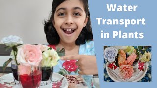Water transport in plants | Capillary action | Plant Science Experiment