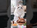Funny Ragdoll Cat Cooks Grilled Duck Cat Catchef Catcookingshow Funnycats Catai Shorts