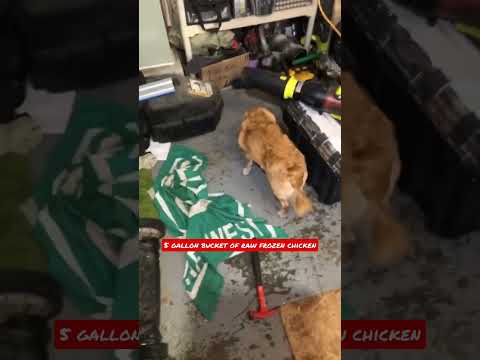 5 gallon bucket or raw frozen chicken backs for the wolfpack #dog #wolf #wolfdog #puppy #dogs