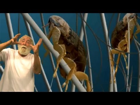 It's a Jungle out there- David Bellamy on Fleas and Tapeworm